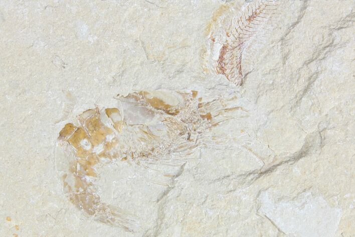 Cretaceous Fossil Shrimp - Lebanon #123869